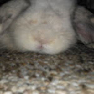 Meet your Posher, Carrie